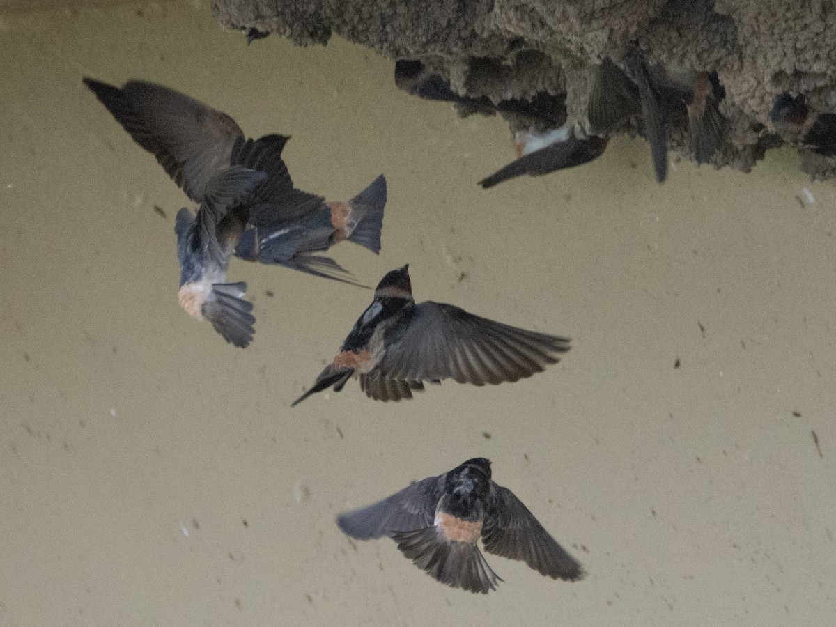 Cliff Swallow - ML620791868