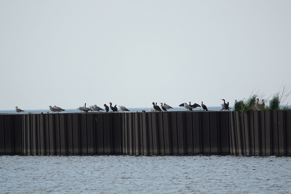 Double-crested Cormorant - ML620791872