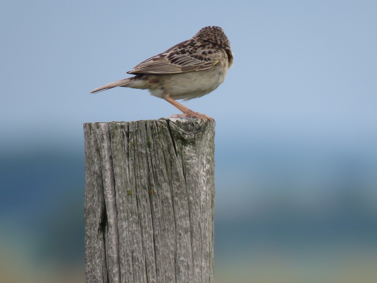 Grasshopper Sparrow - ML620791873