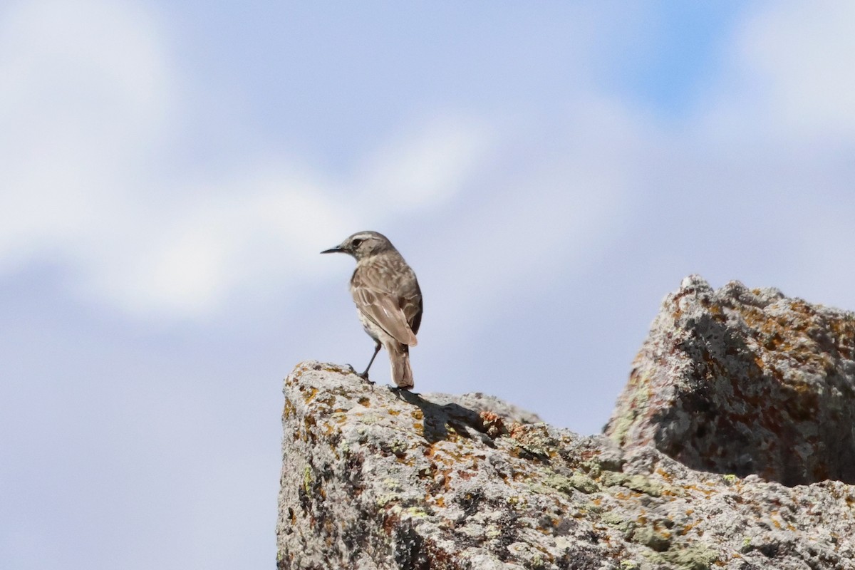 Water Pipit (Caucasian) - ML620791876