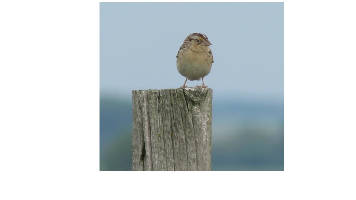 Grasshopper Sparrow - ML620791877