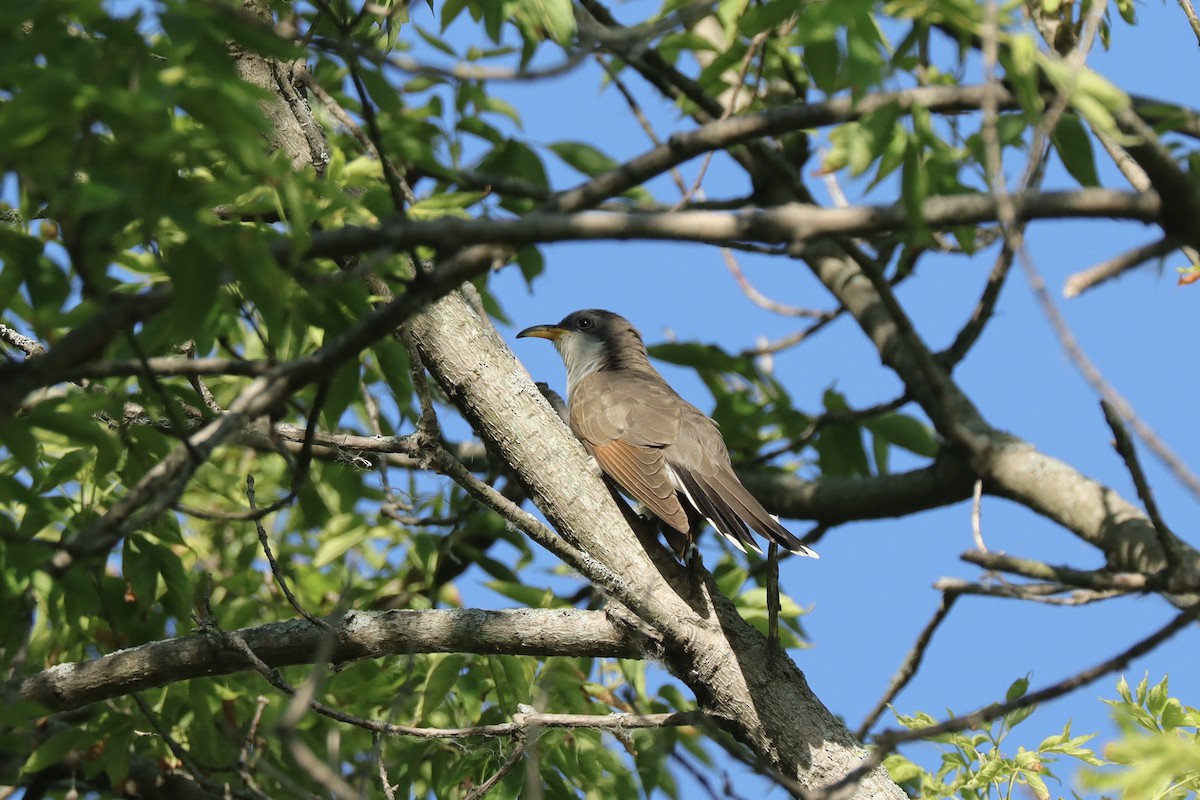 Yellow-billed Cuckoo - ML620791878