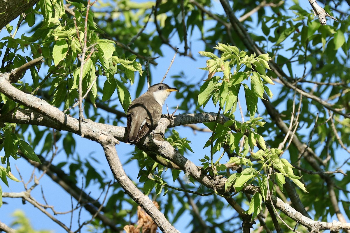 Yellow-billed Cuckoo - ML620791879