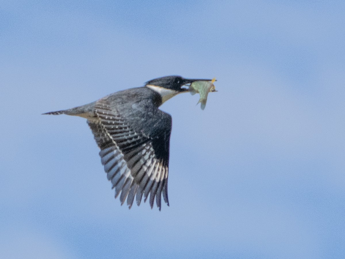 Belted Kingfisher - ML620791880
