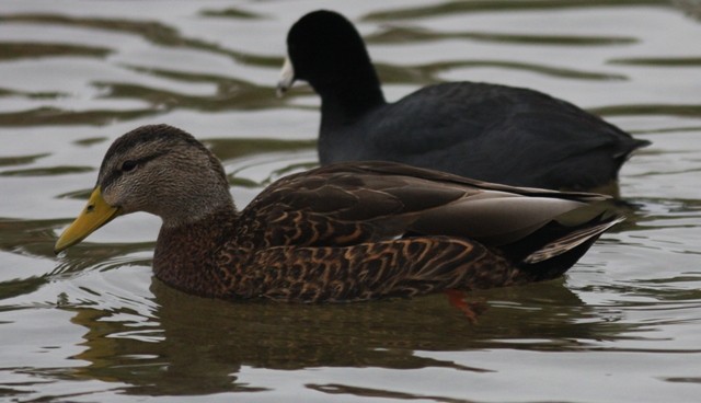 Mallard x Mexican Duck (hybrid) - ML620791881