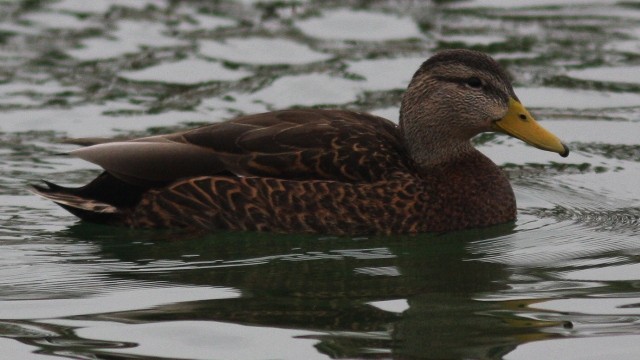 Mallard x Mexican Duck (hybrid) - David Vander Pluym