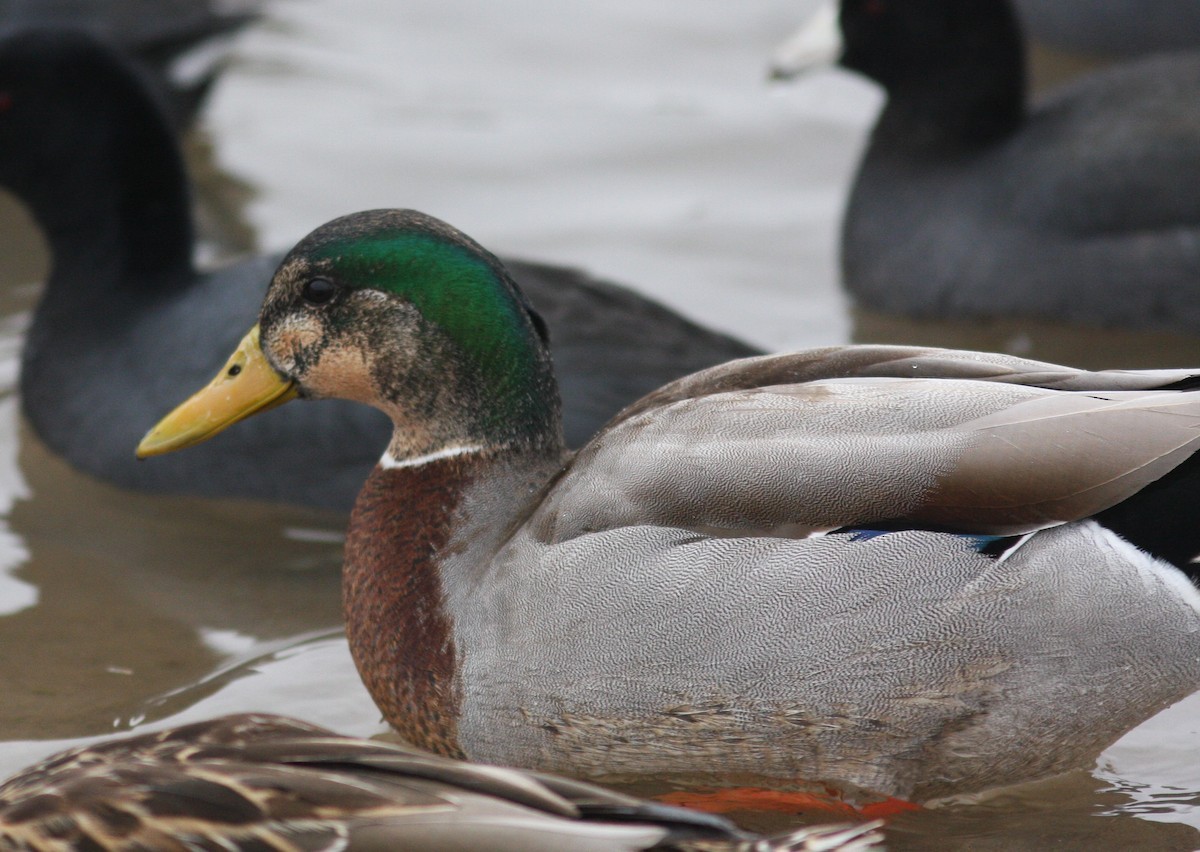 Mallard x Mexican Duck (hybrid) - ML620791884