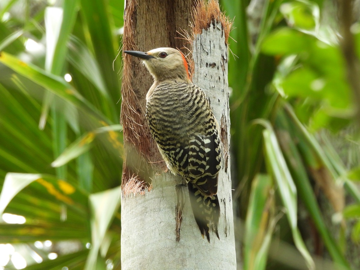 West Indian Woodpecker - ML620791885