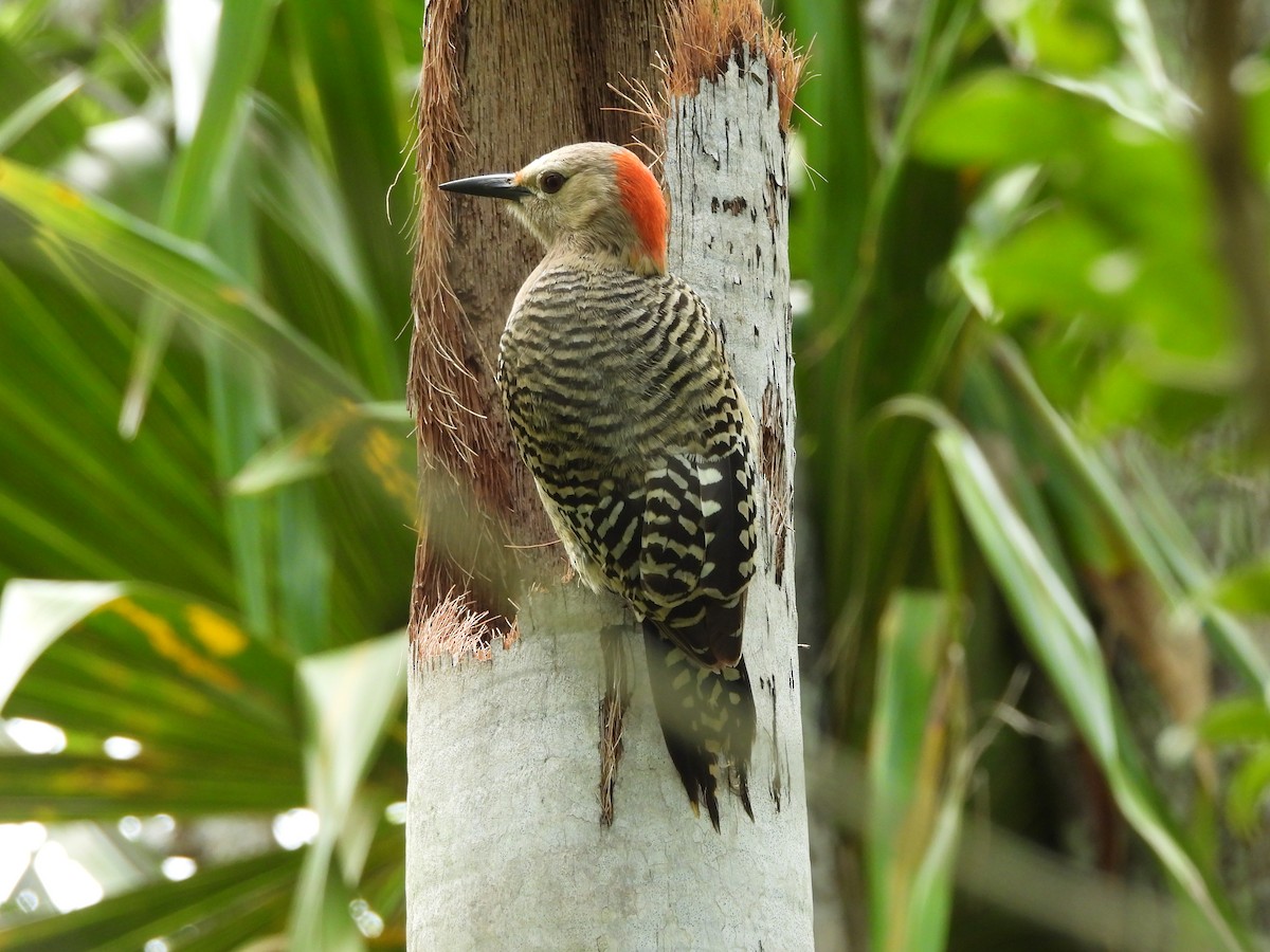 West Indian Woodpecker - ML620791886