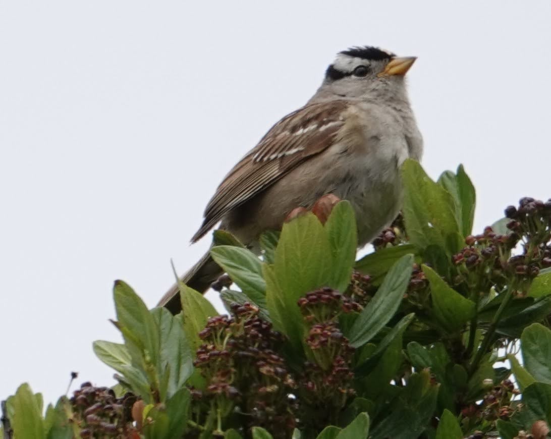 White-crowned Sparrow - Carla Gillard