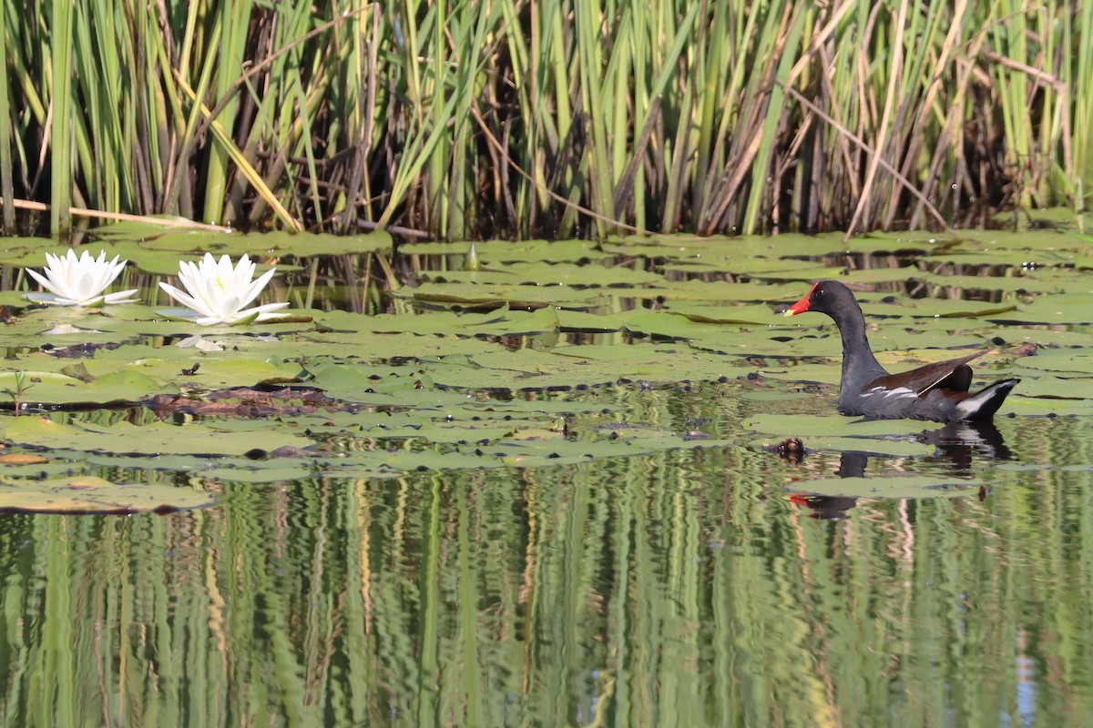 Common Gallinule - ML620791889