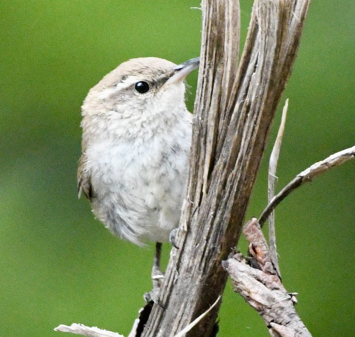 Bewick's Wren - ML620791894