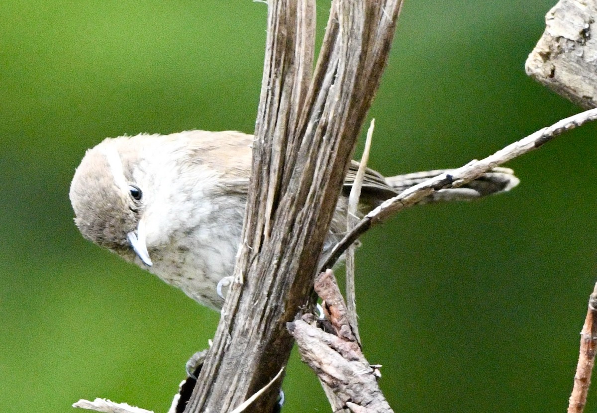 Bewick's Wren - ML620791896