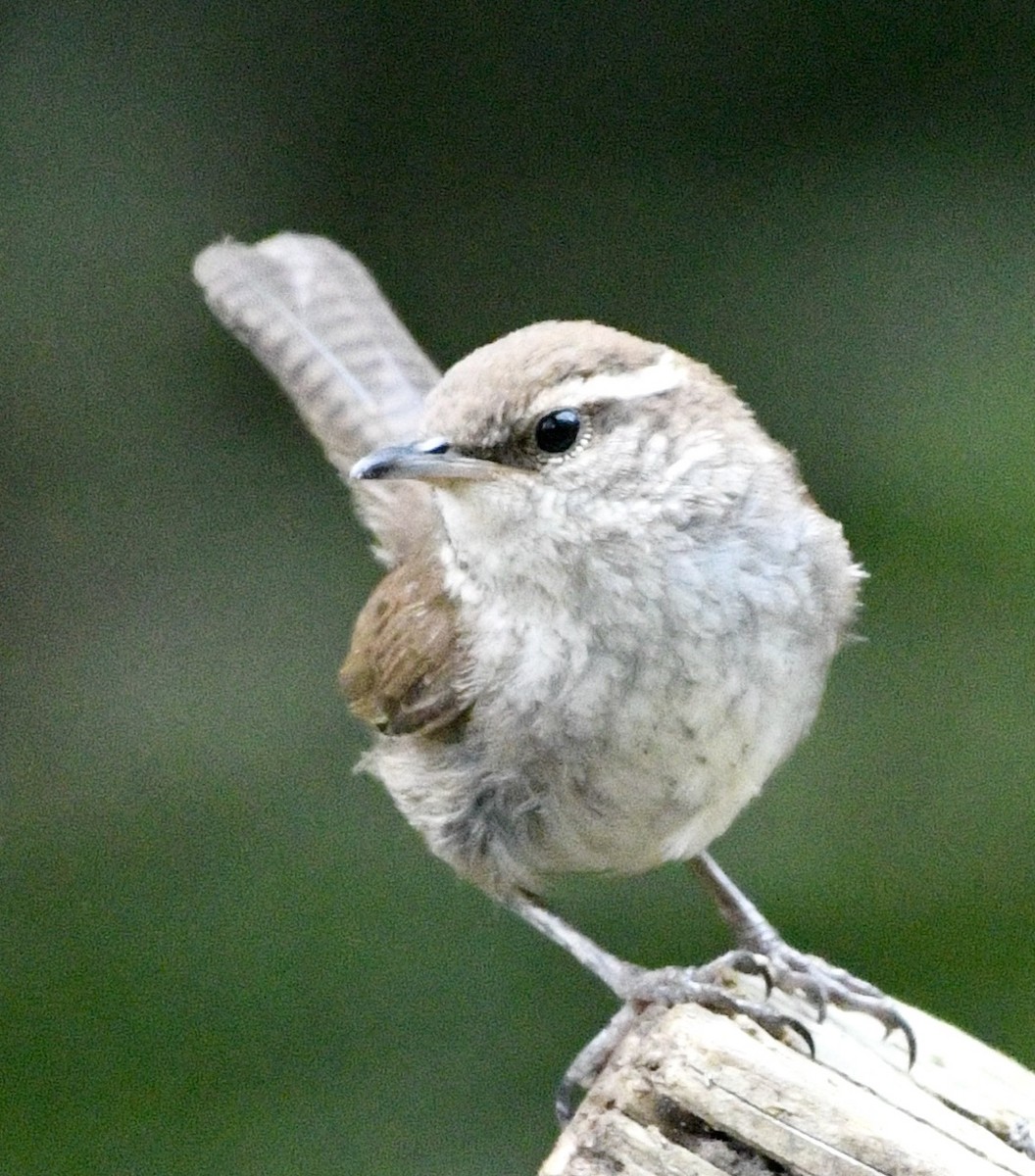 Bewick's Wren - ML620791897