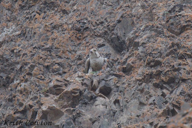 Saker Falcon - ML620791898