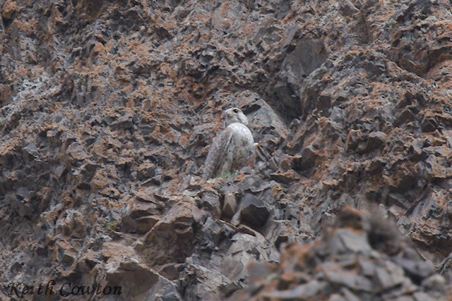 Saker Falcon - ML620791899