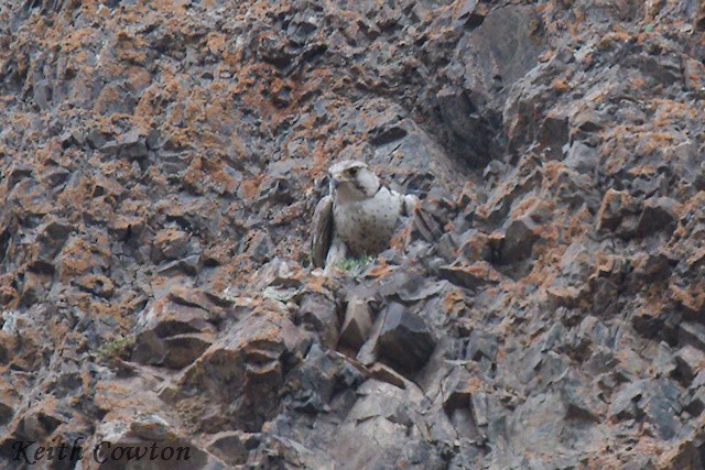 Saker Falcon - ML620791901