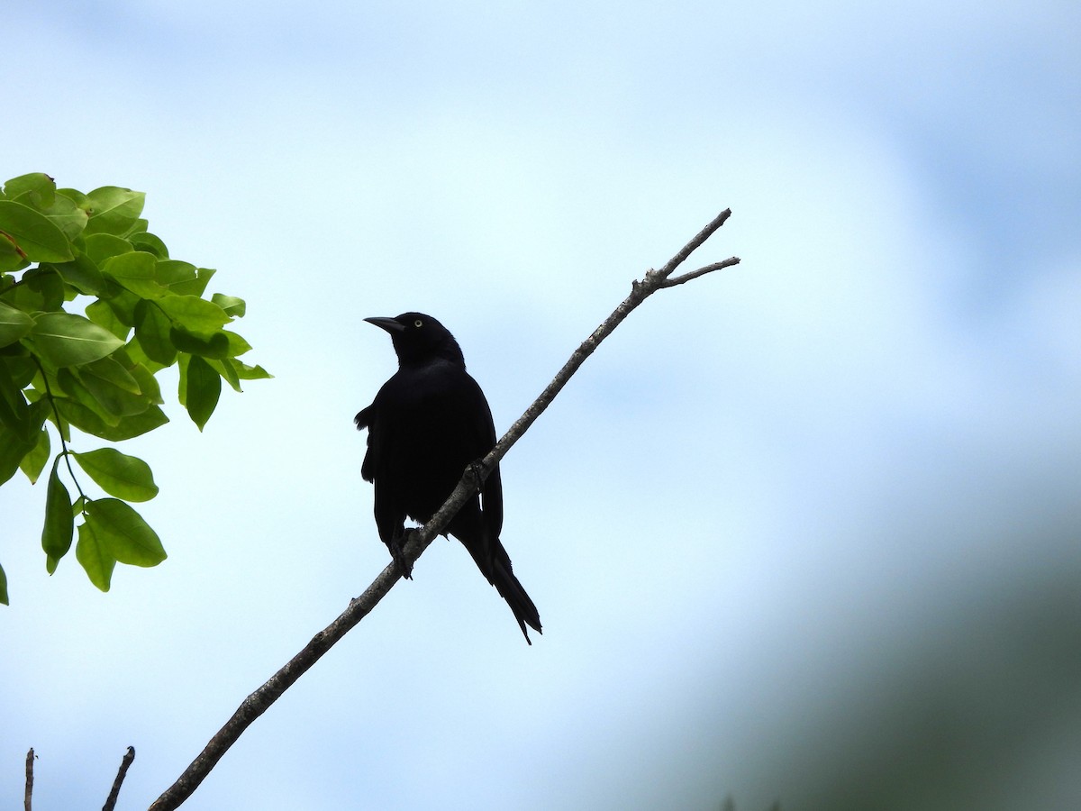 Greater Antillean Grackle - ML620791907