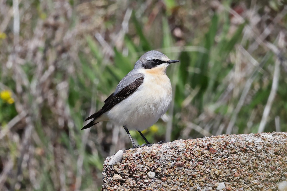 Northern Wheatear - ML620791914