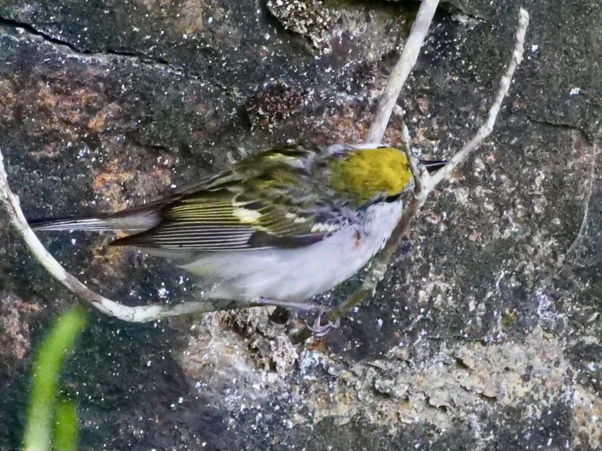 Chestnut-sided Warbler - Lynne Patterson