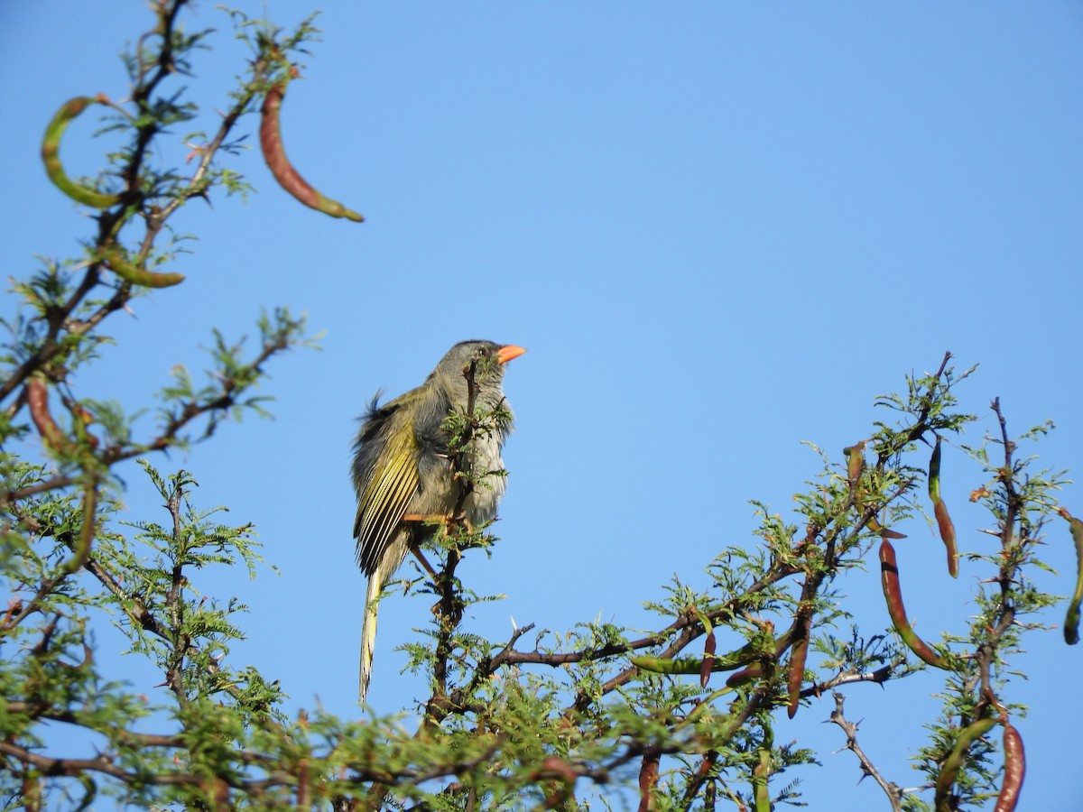 Great Pampa-Finch - ML620791922