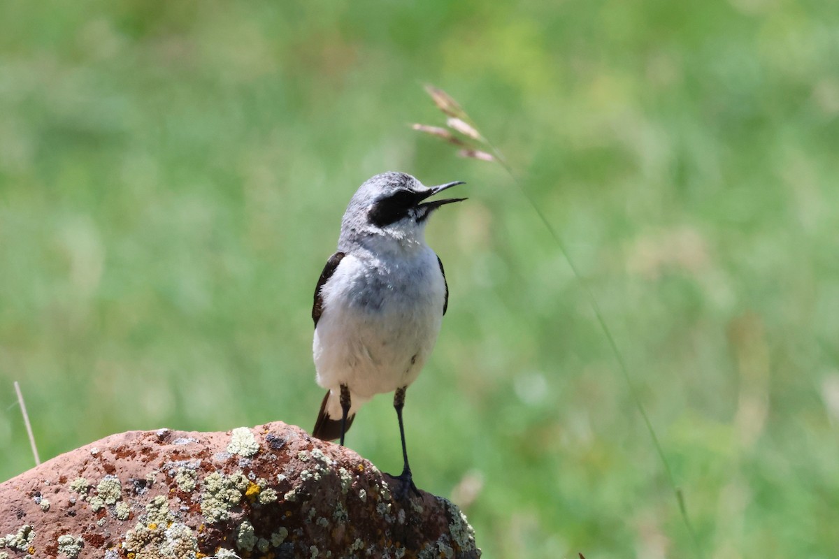 Northern Wheatear - Christian Goenner