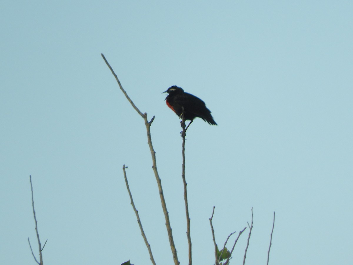 White-browed Meadowlark - ML620791925