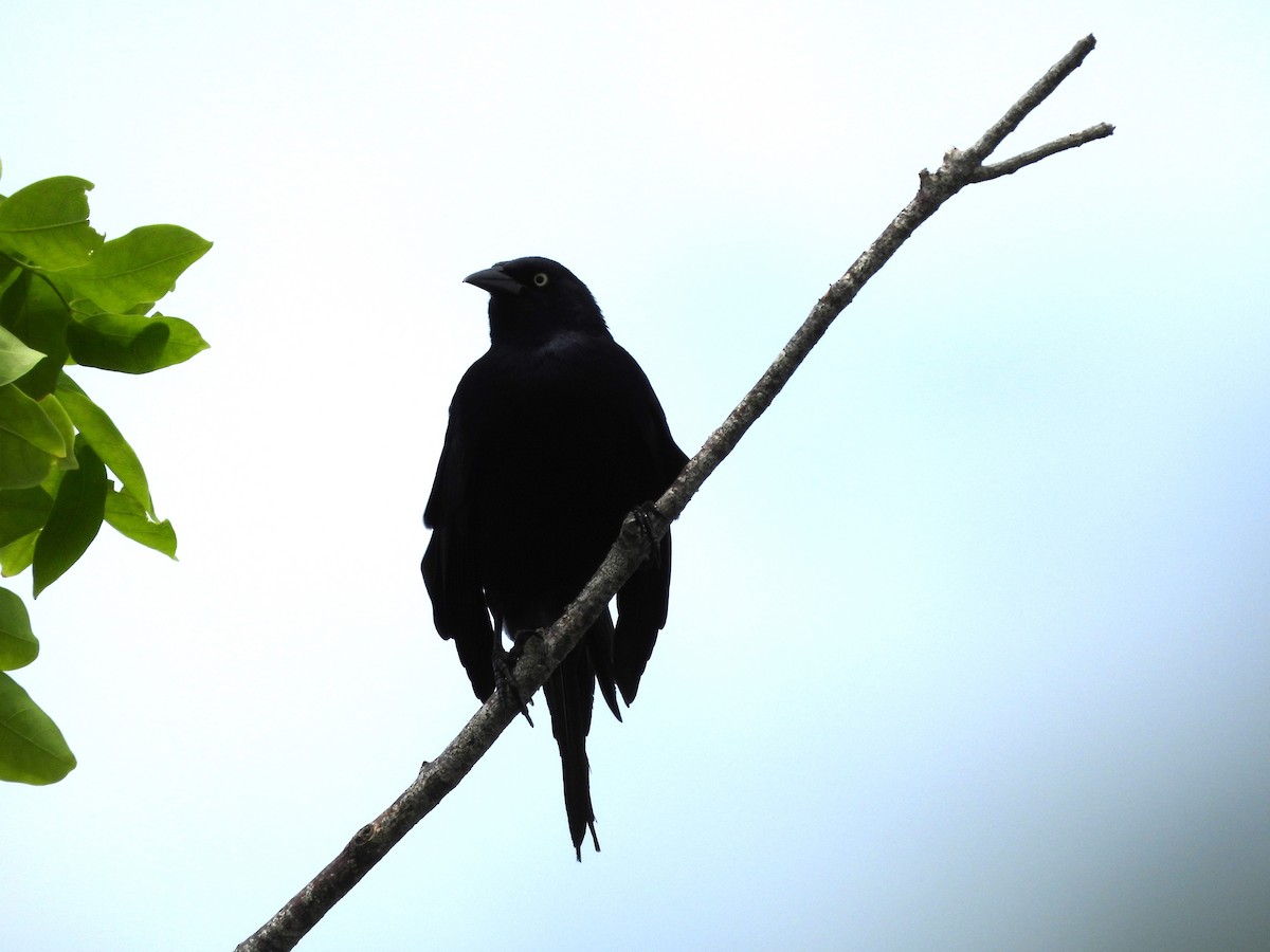 Greater Antillean Grackle - ML620791928