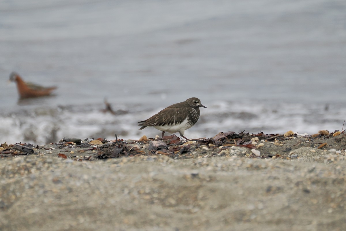 Black Turnstone - ML620791929