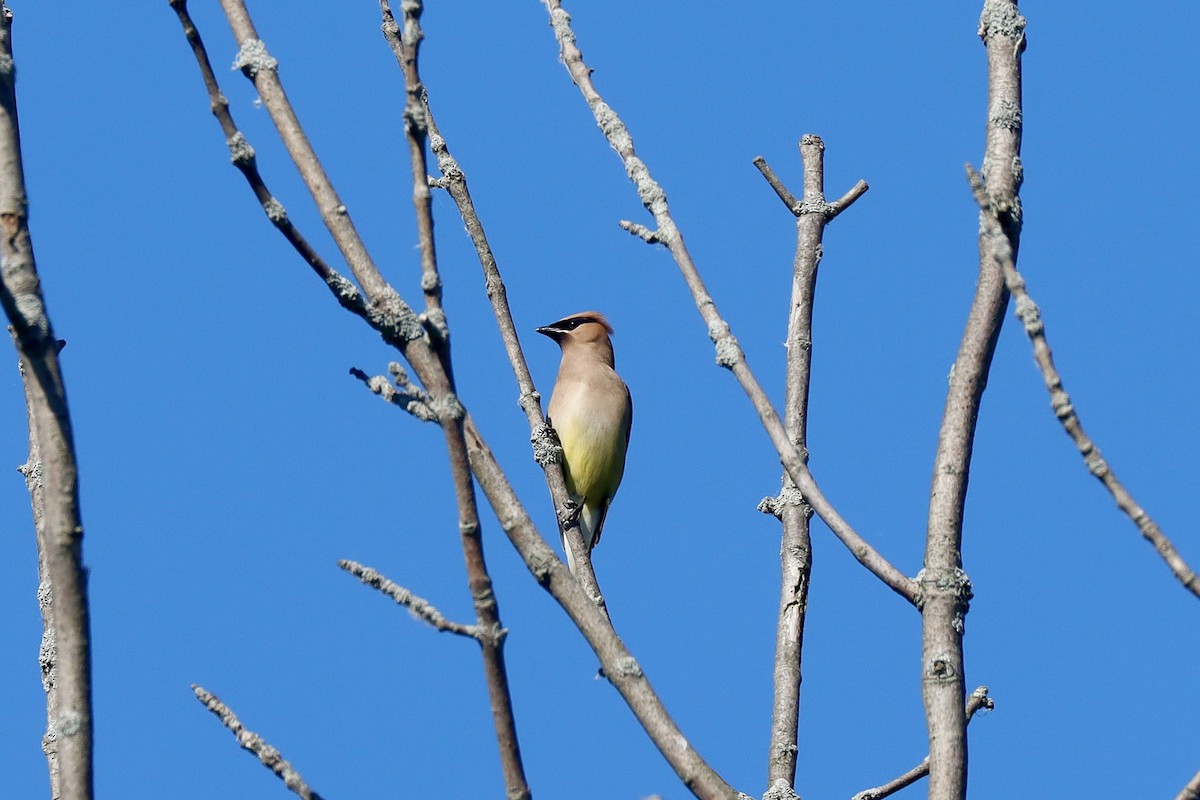 Cedar Waxwing - ML620791930