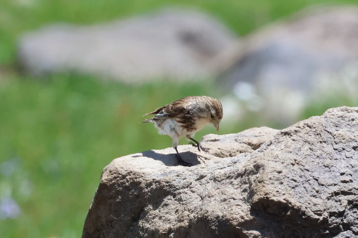 Pardillo Piquigualdo - ML620791931