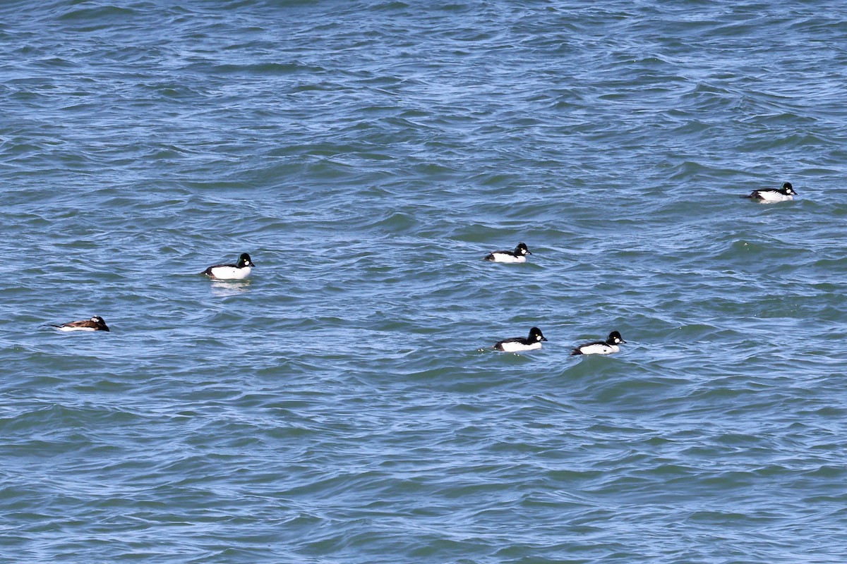 Common Goldeneye - ML620791934