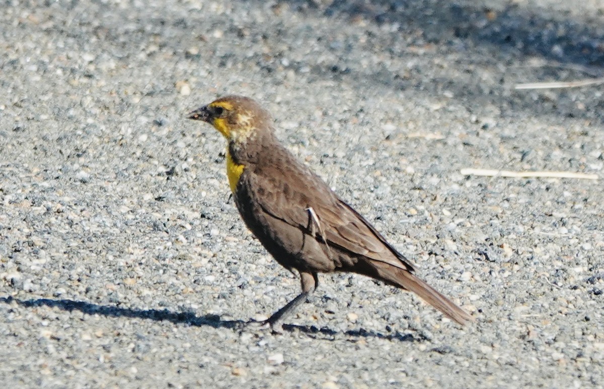 Yellow-headed Blackbird - ML620791935