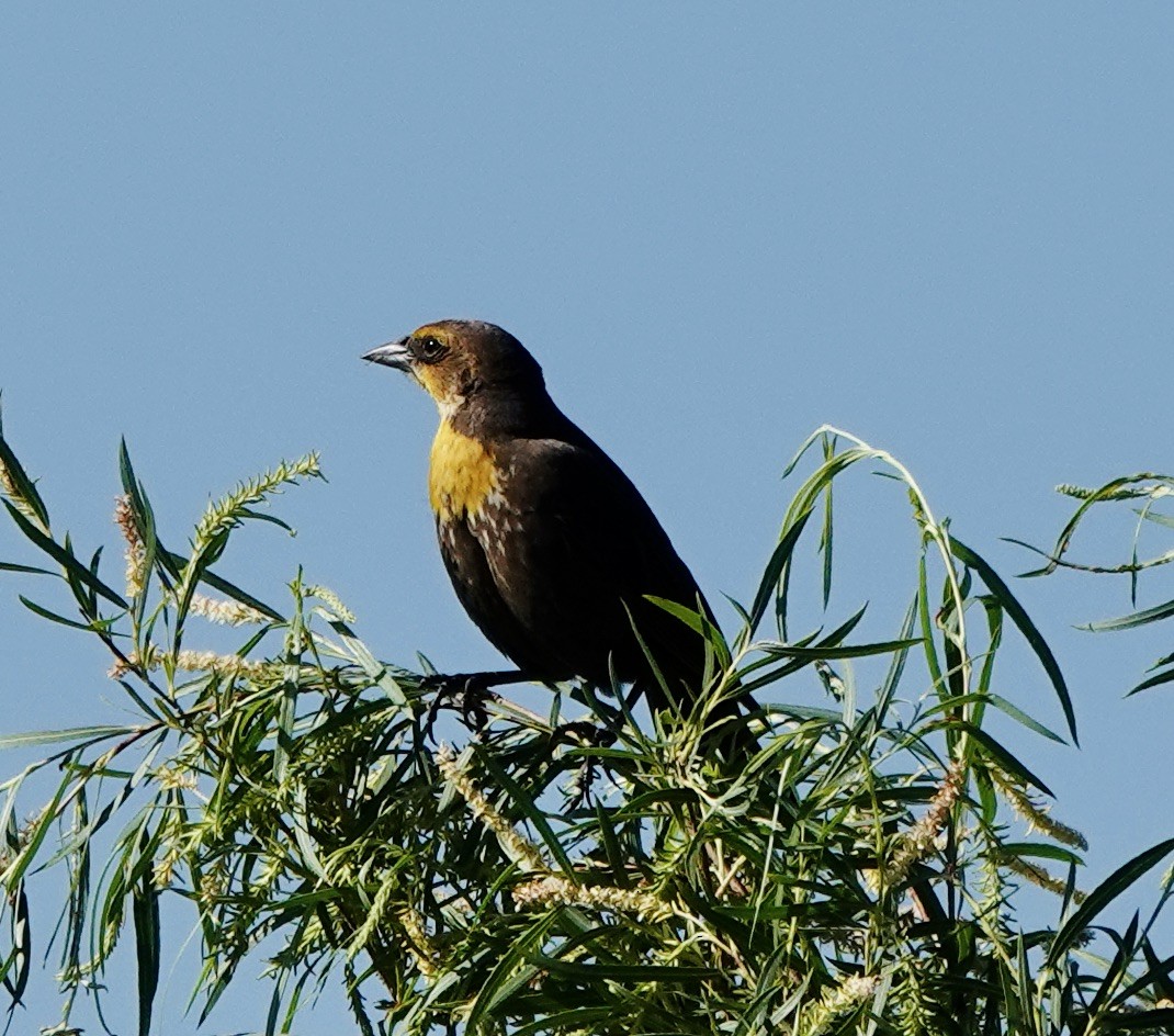 Yellow-headed Blackbird - ML620791938