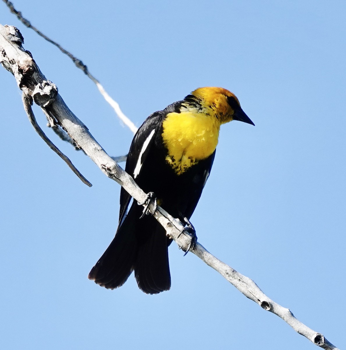 Yellow-headed Blackbird - ML620791940