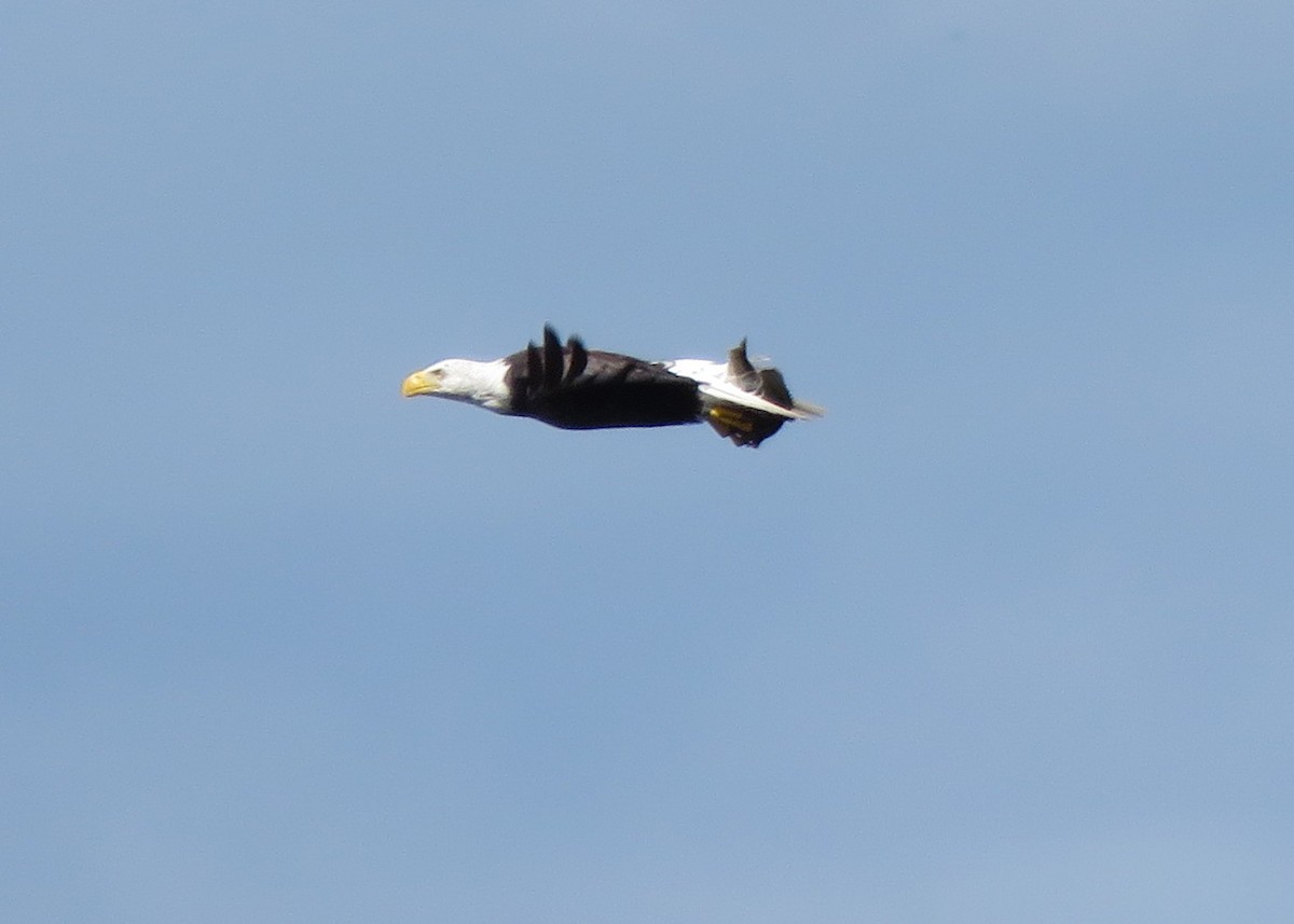 Bald Eagle - ML620791942