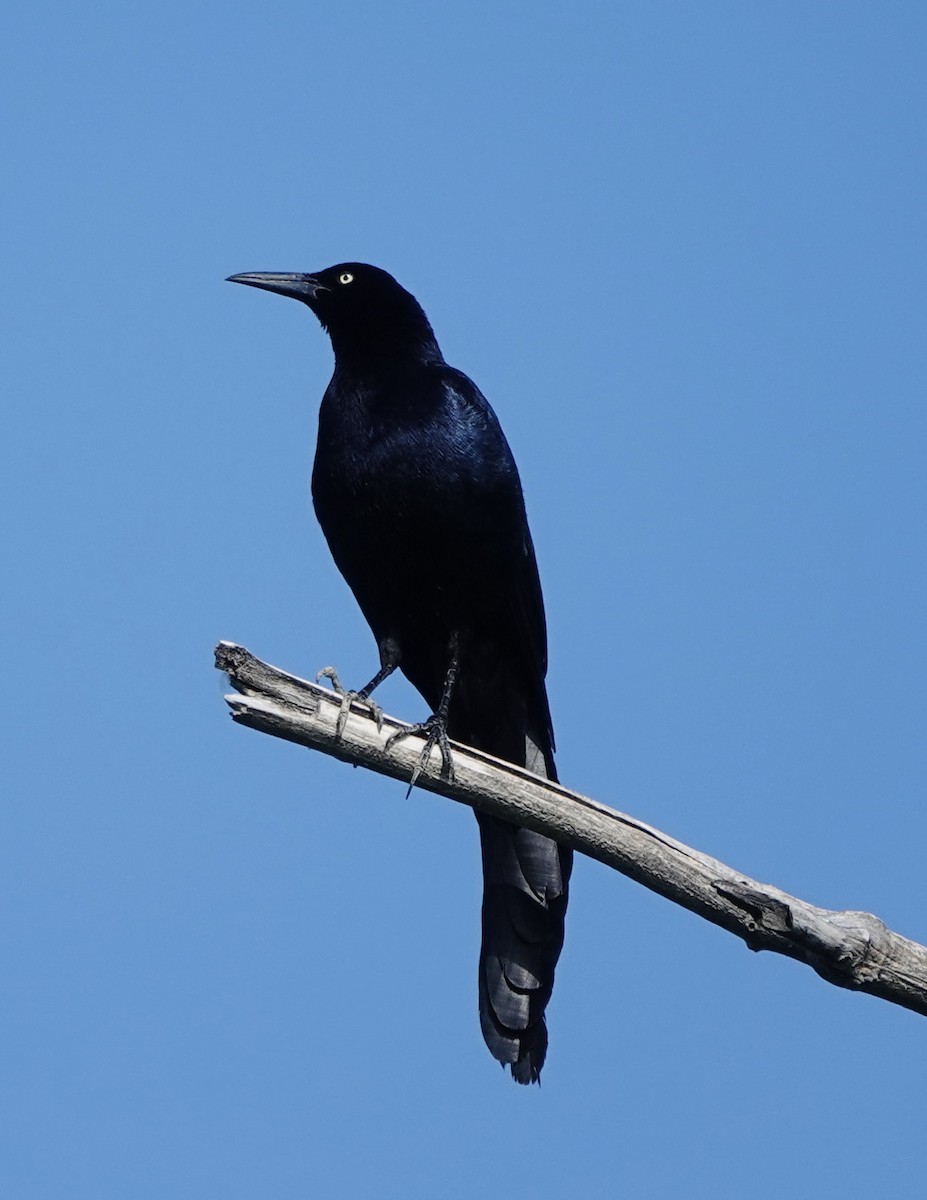 Great-tailed Grackle - ML620791944