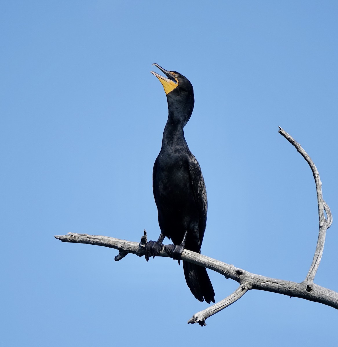 Double-crested Cormorant - ML620791947