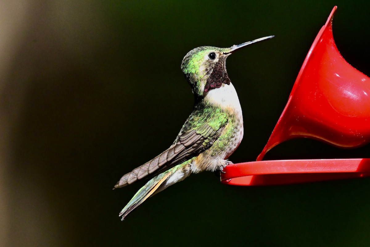 Broad-tailed Hummingbird - Peter Monson