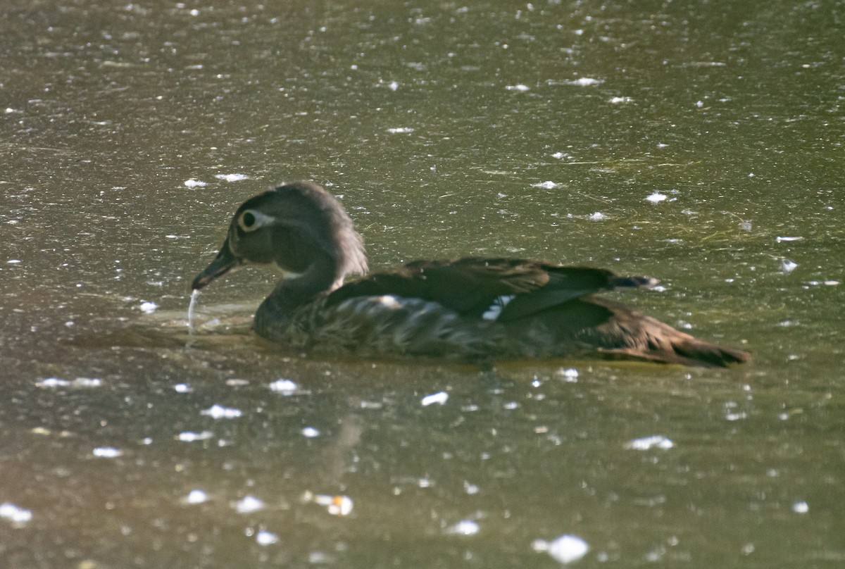 Wood Duck - ML620791955