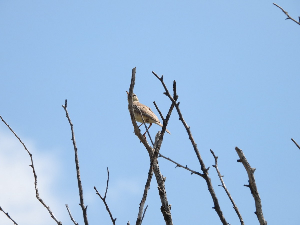 Tawny Pipit - ML620791961