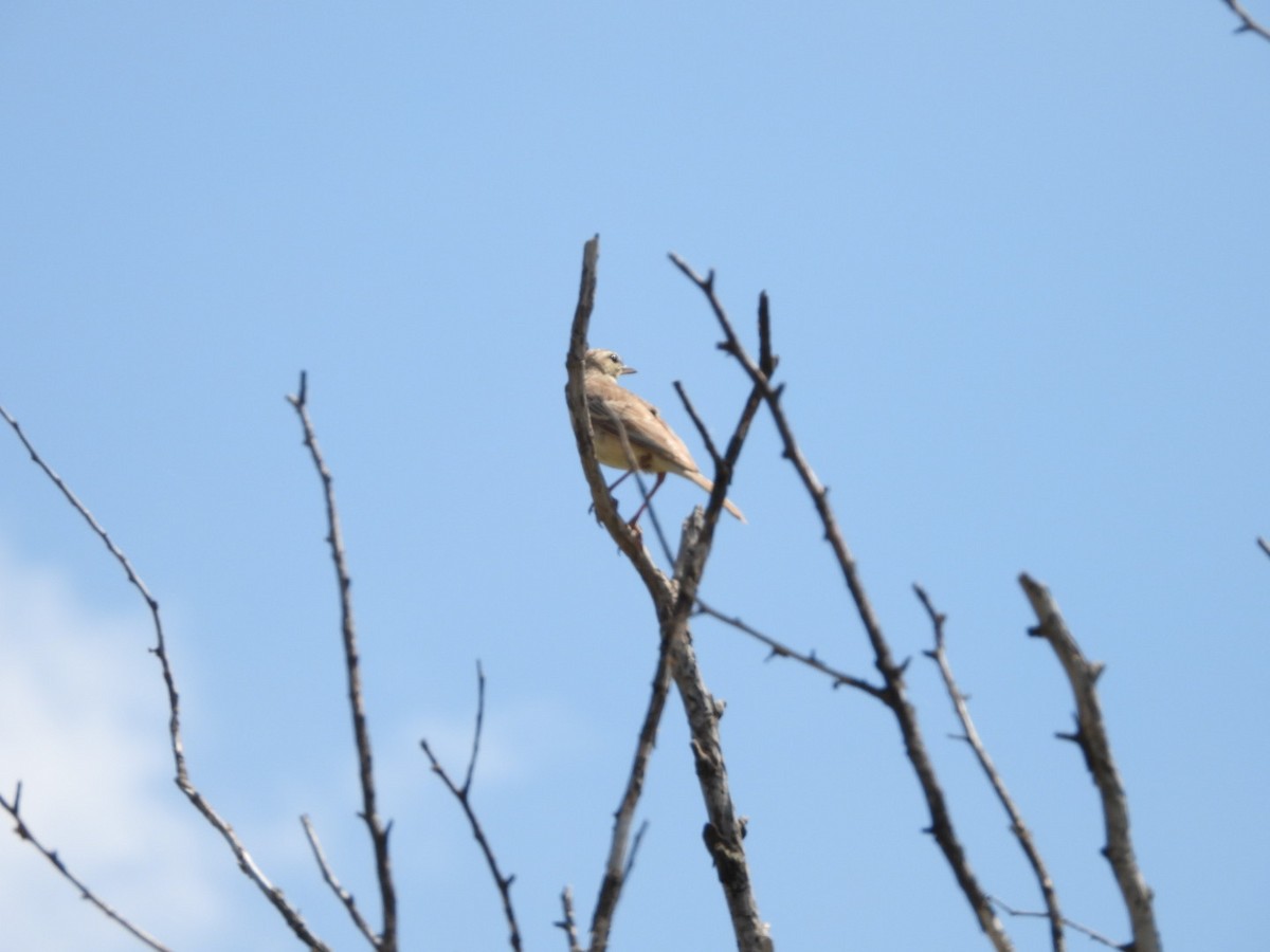 Tawny Pipit - ML620791962