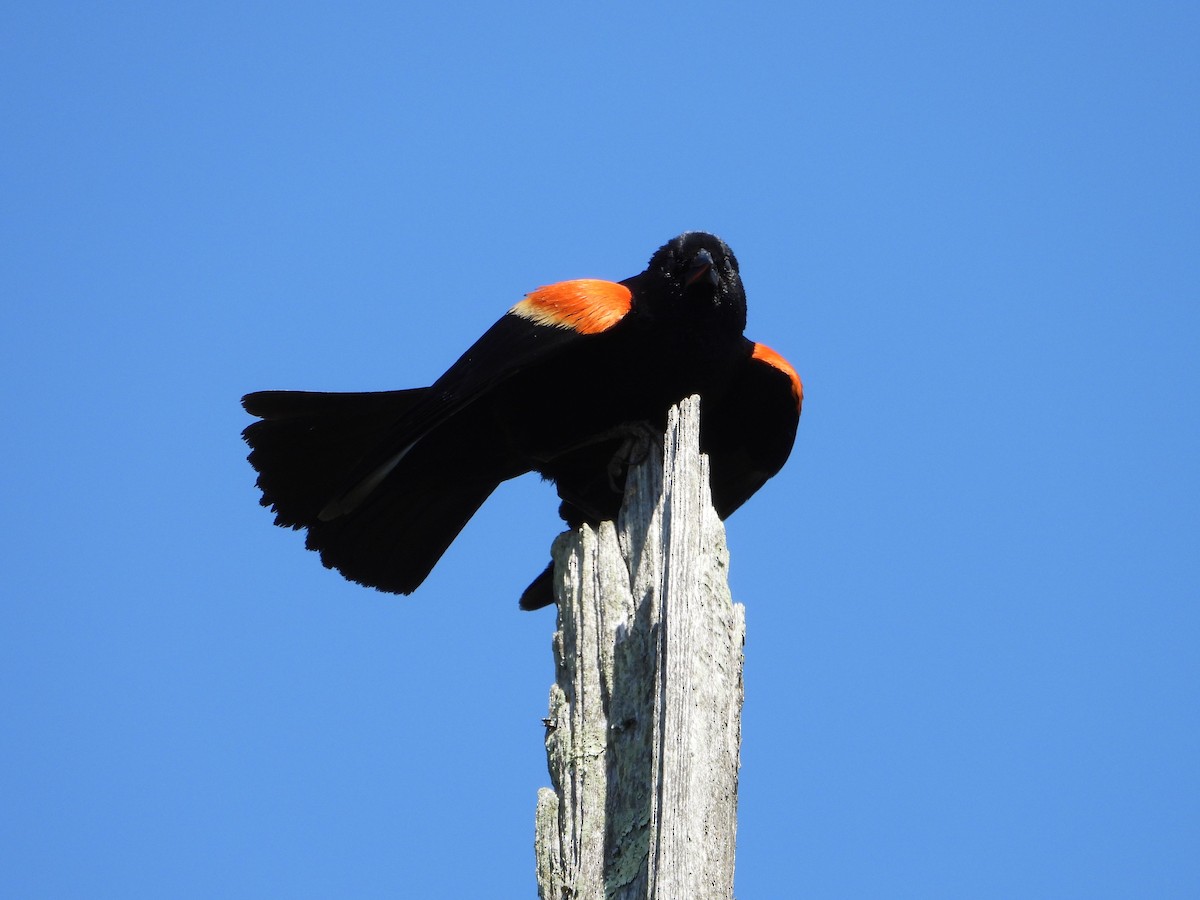 Red-winged Blackbird - ML620791968