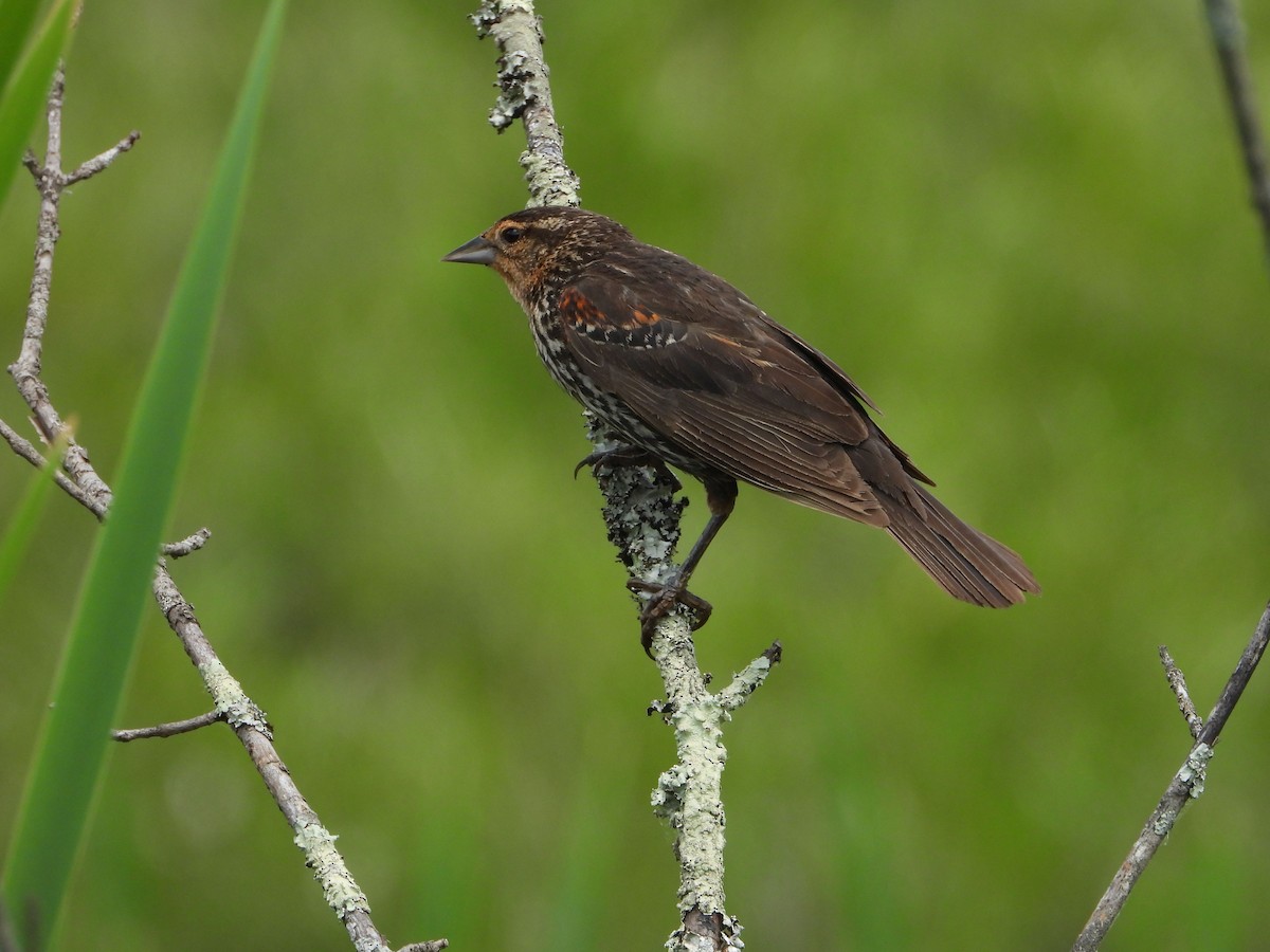 Red-winged Blackbird - ML620791969