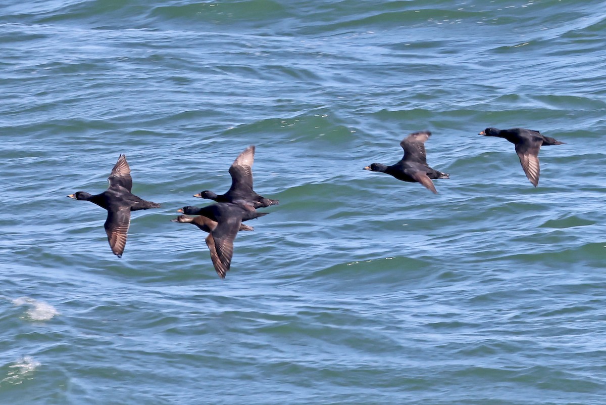 Common Scoter - ML620791972