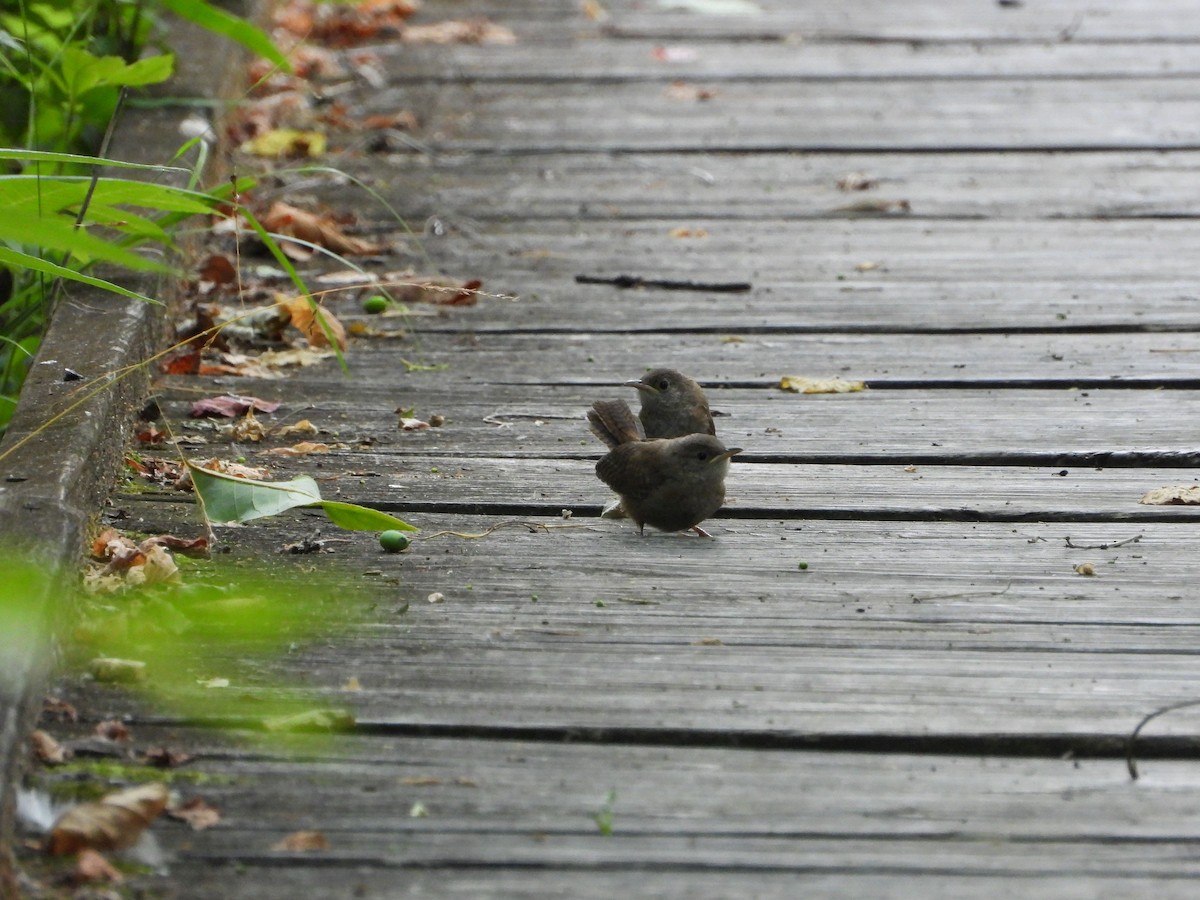 House Wren - ML620791979