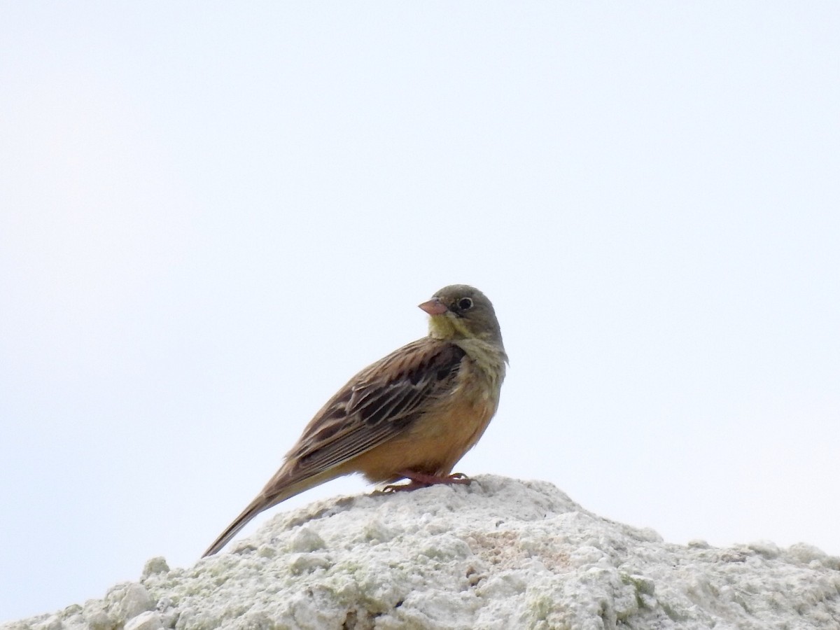 Ortolan Bunting - ML620791982