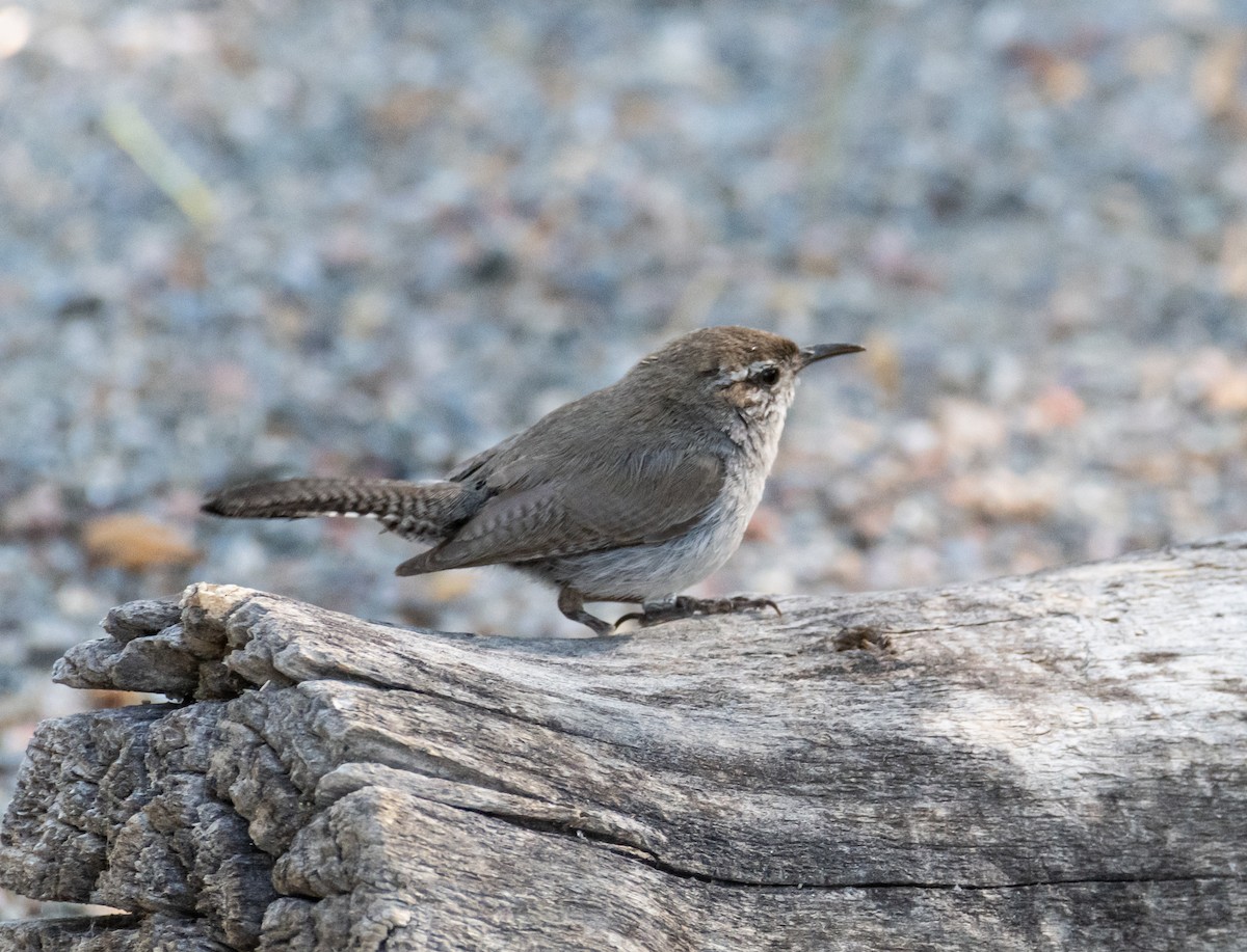 Bewick's Wren - ML620791985