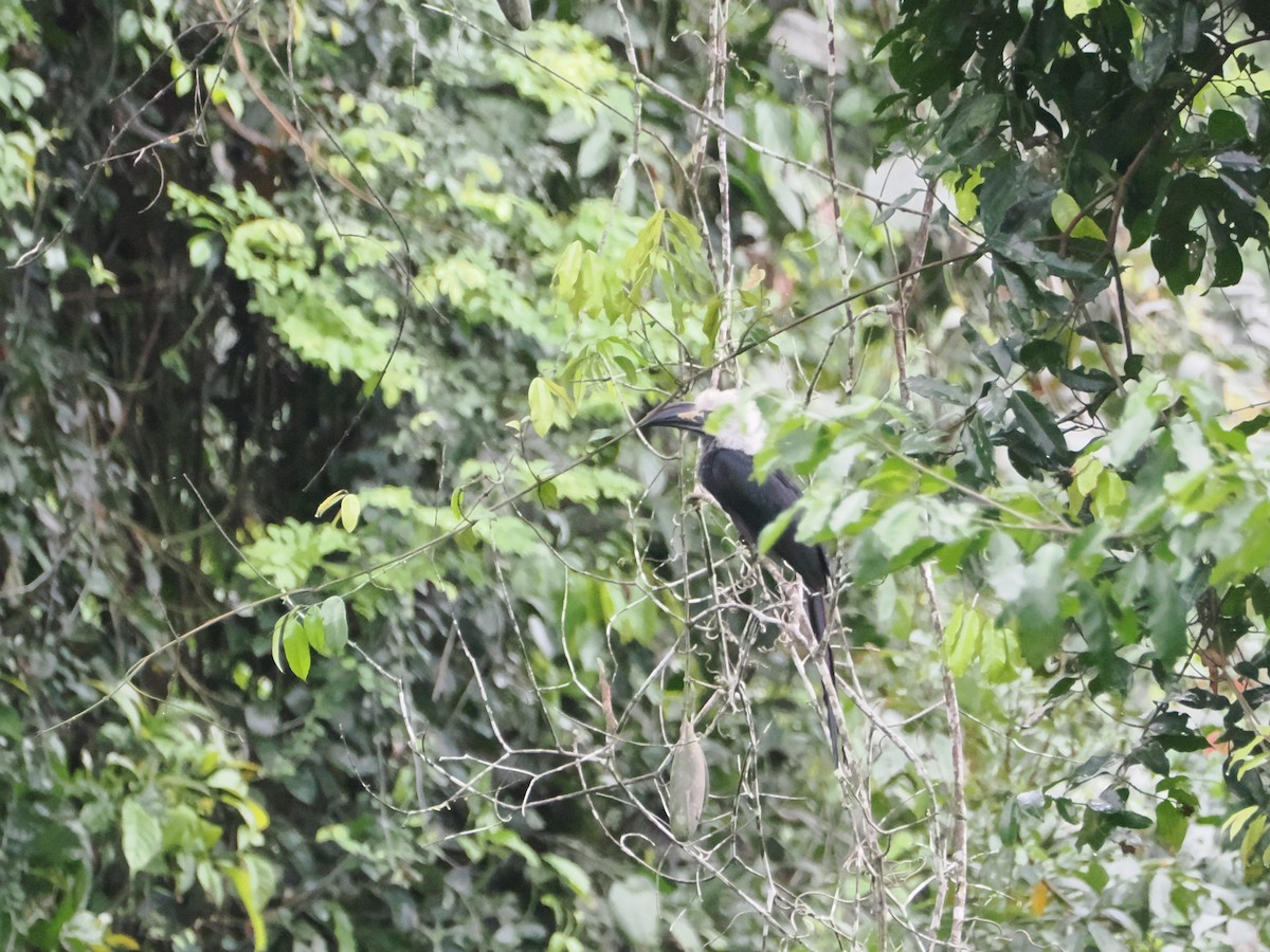 Western Long-tailed Hornbill - ML620791987