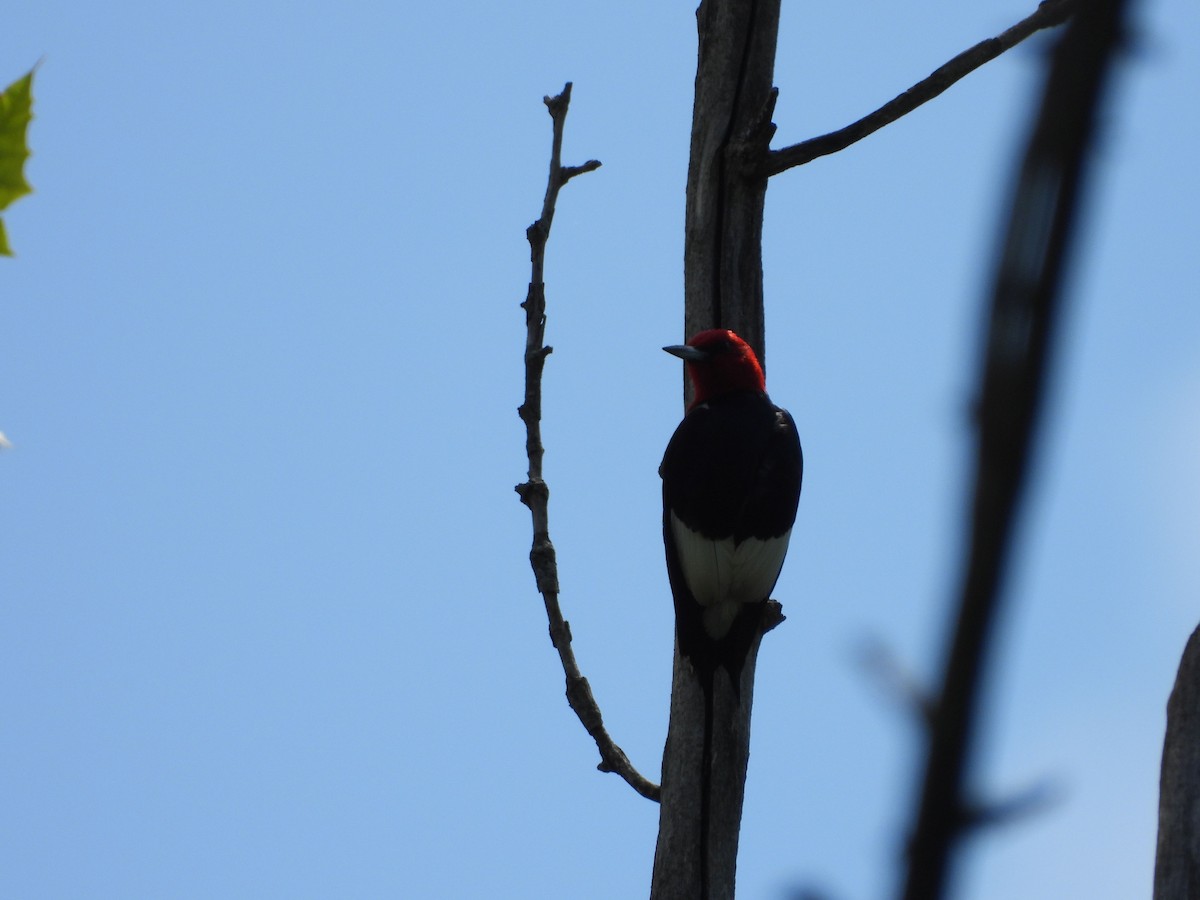Red-headed Woodpecker - ML620791991